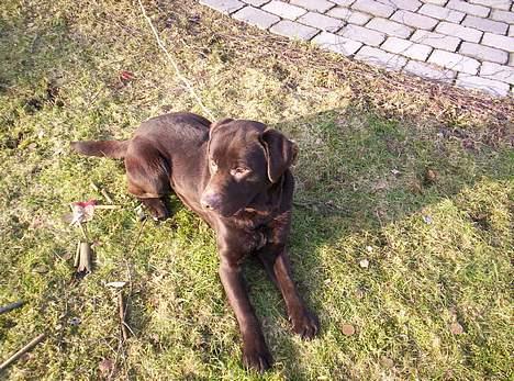 Labrador retriever Bølle billede 7