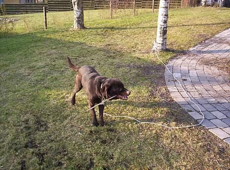 Labrador retriever Bølle billede 8