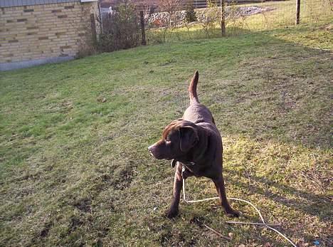 Labrador retriever Bølle billede 9