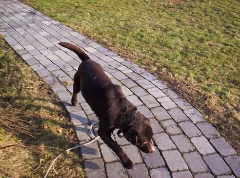 Labrador retriever Bølle billede 10
