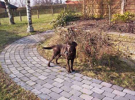 Labrador retriever Bølle billede 11