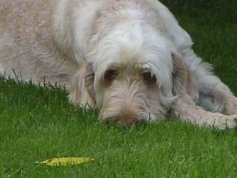 Spinone Evi billede 1
