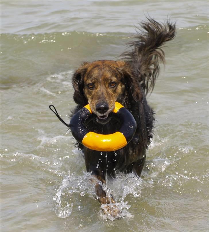 Blanding af racer R.I.P Pjuske - elsker at være i vandet........ billede 12