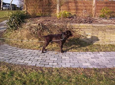 Labrador retriever Bølle billede 12