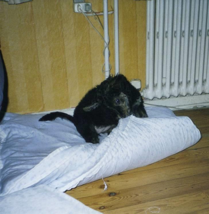 Blanding af racer R.I.P Pjuske - Grrr jeg har dig, billede 13