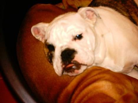 Engelsk bulldog Coco billede 3