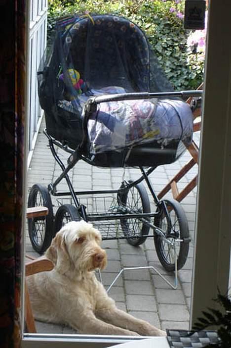 Spinone Evi - Her ligger hun og passer på min nevø.. HUn er en rigtig vagt hund når han sover i sin barnevogn.. Hun flytter sig ikk så længe han sover.. billede 2