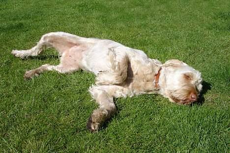 Spinone Evi - Dejligt at lægge i solen.. billede 3