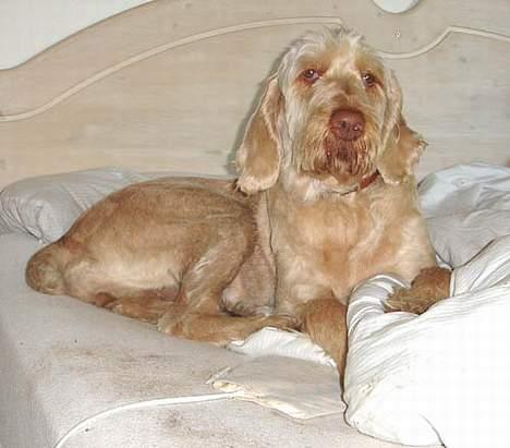 Spinone Evi - Her fandt hun vist frem til mor og far seng.. billede 4