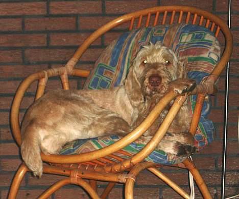 Spinone Evi - Her fandt hun lige en dejlig stol at slappe af i.. billede 5