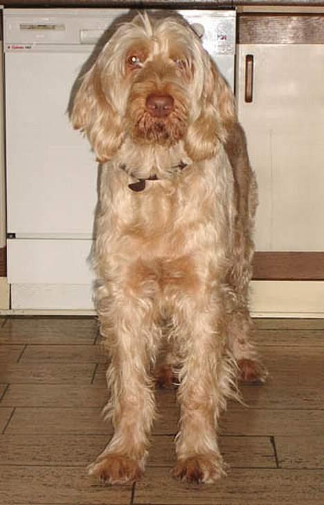 Spinone Evi billede 6