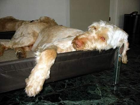 Spinone Evi - Så bliver det slappet af, her er hun i sin kasse.. billede 7