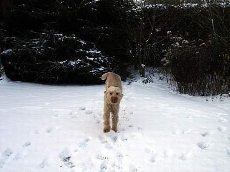 Spinone Evi - Evi ude og lege i sneen, det er bare skønt.. billede 8