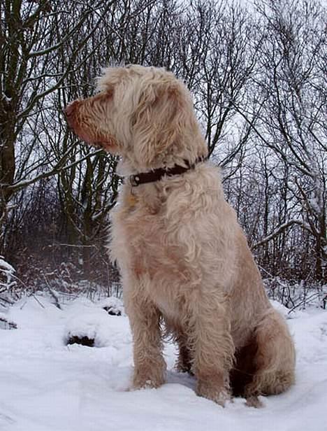 Spinone Evi - Ude i vinter vejret.. billede 9