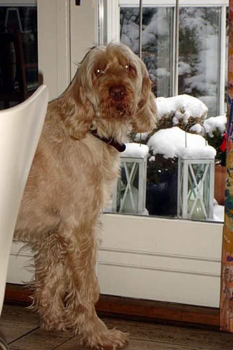 Spinone Evi - Vil gerne ud i sneen.. billede 10