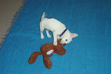 Jack russell terrier  Diana billede 1