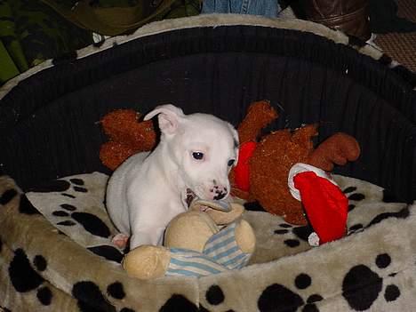 Jack russell terrier  Diana billede 2