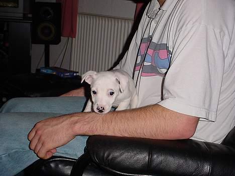 Jack russell terrier  Diana billede 3