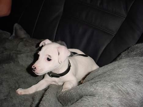 Jack russell terrier  Diana billede 4