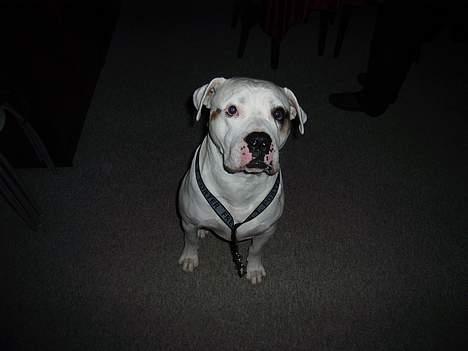 Amerikansk bulldog Viggo billede 1