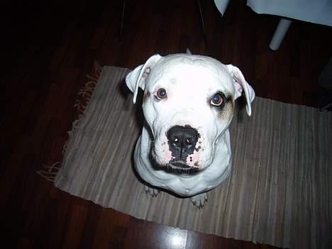 Amerikansk bulldog Viggo billede 2