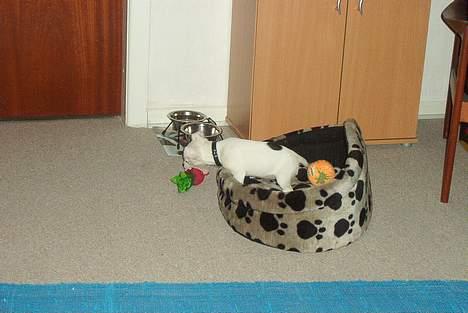 Jack russell terrier  Diana billede 7