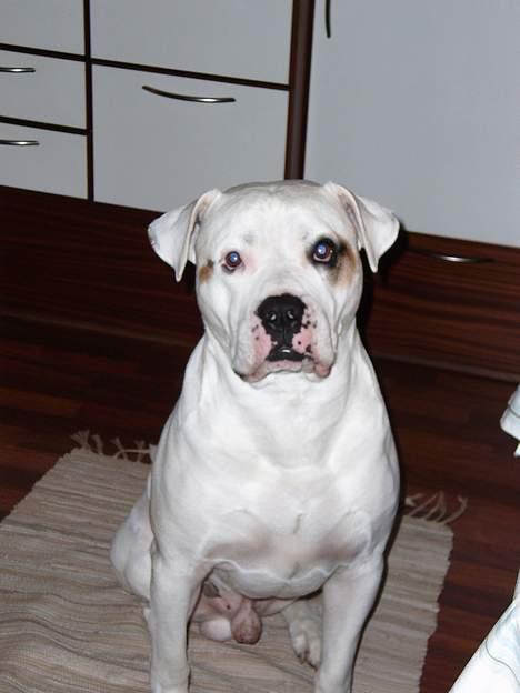 Amerikansk bulldog Viggo billede 3