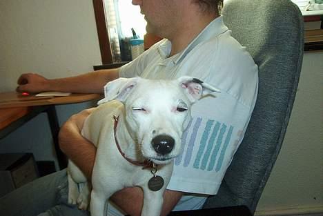 Jack russell terrier  Diana - Ikke helt vågen billede 8