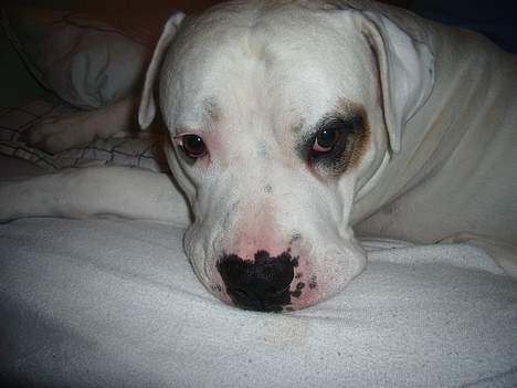 Amerikansk bulldog Viggo billede 4