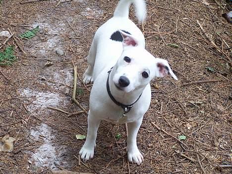 Jack russell terrier  Diana billede 9