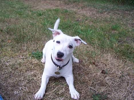 Jack russell terrier  Diana billede 10