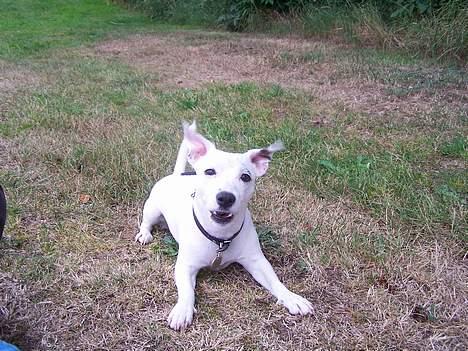 Jack russell terrier  Diana billede 11