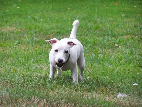 Jack russell terrier  Diana billede 12