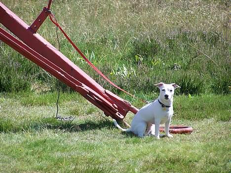 Jack russell terrier  Diana billede 13