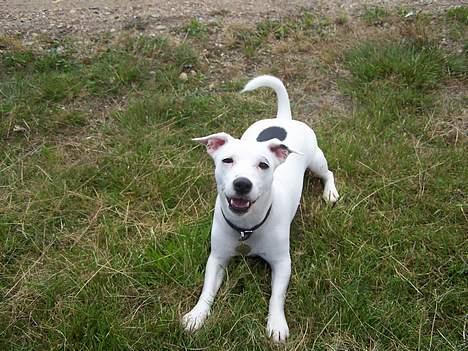 Jack russell terrier  Diana billede 14