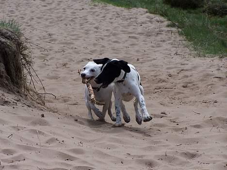 Jack russell terrier  Diana - Diana sammen med Freja billede 15
