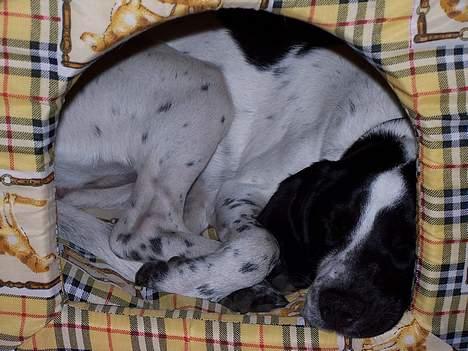 Jack russell terrier  Diana - Diana´s bedste ven Freja billede 16