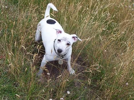 Jack russell terrier  Diana billede 17