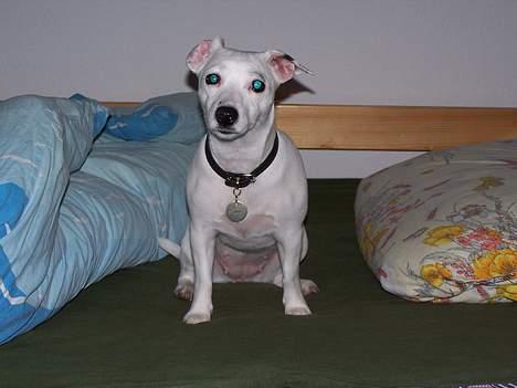 Jack russell terrier  Diana billede 18