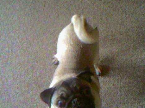 Mops Emil - skulle da lige ha et billede med krøllen på halen :) billede 5