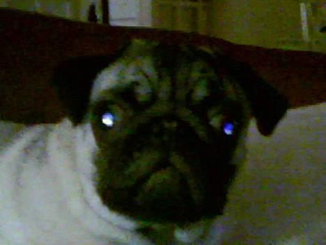 Mops Emil - meget dårlig kvalitet billede 6