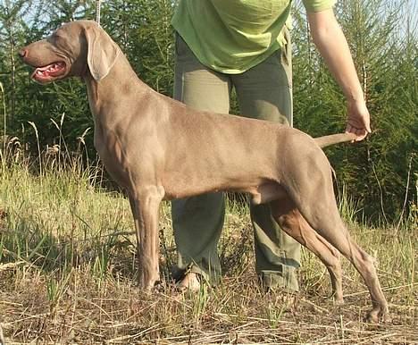 Weimaraner HOT SHOOT´S CHAOS HD-A - DRAKE - Chaos "mand" fra Cz billede 20