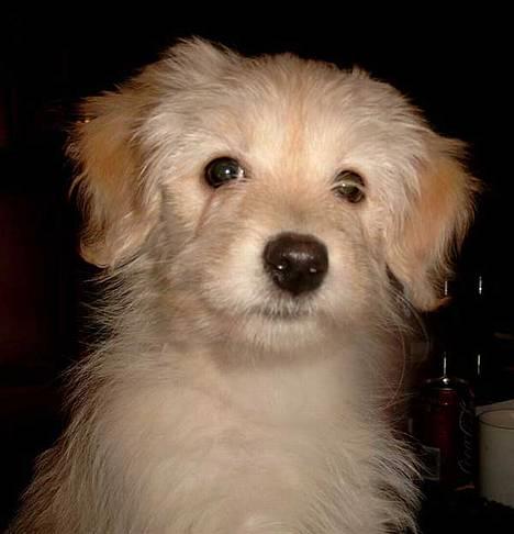 Bichon havanais Cuban Silky Dreams Ayshia - Og jeg er lige så fræk som jeg ser ud til ;) billede 1