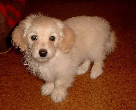 Bichon havanais Cuban Silky Dreams Ayshia - og jeg kan stå så fint kan jeg ...  billede 2