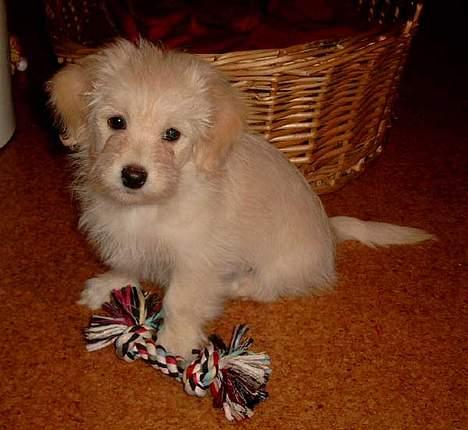 Bichon havanais Cuban Silky Dreams Ayshia - Jeg var faktisk bare en lillebitte hund engang billede 3