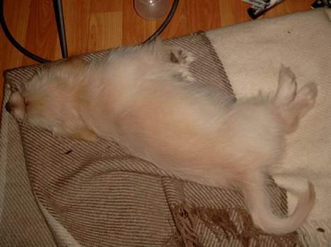 Bichon havanais Cuban Silky Dreams Ayshia - Det har været en meget hård dag - så nu er jeg splattet ud billede 4