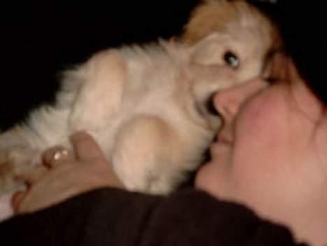 Bichon havanais Cuban Silky Dreams Ayshia - Ren sofahygge billede 5