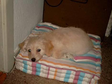 Bichon havanais Cuban Silky Dreams Ayshia - Her er jeg helt ny og lige flyttet ind ...  billede 6