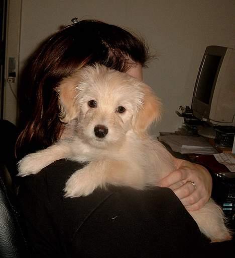 Bichon havanais Cuban Silky Dreams Ayshia - Og når man bare er en lille hund, kan man jo sidde oppe på skulderen ...  billede 7