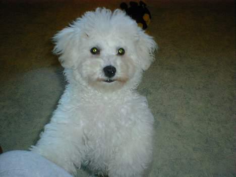 Bichon à poil frisé Lucky - Er jeg ikke flot billede 1